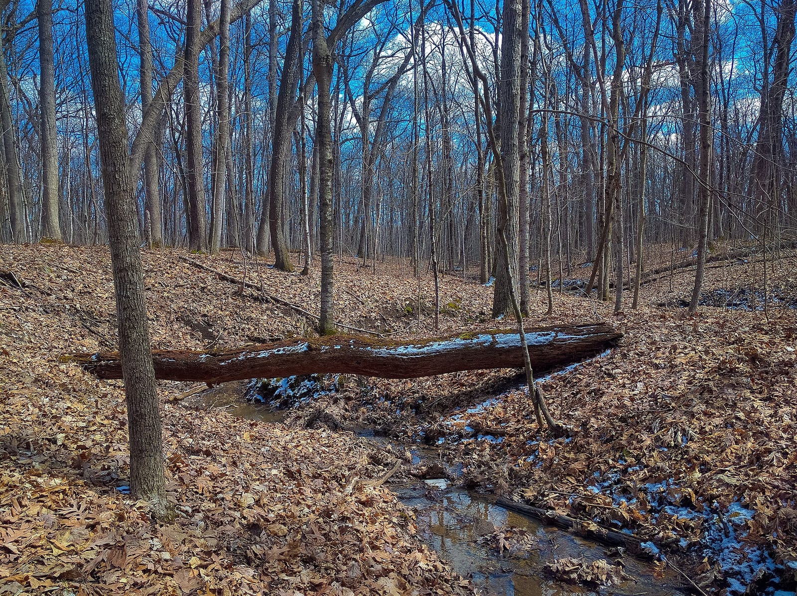 Trails through the Muskego Park Hardwoods - Joshua Mayer, CC BY-SA 2.0